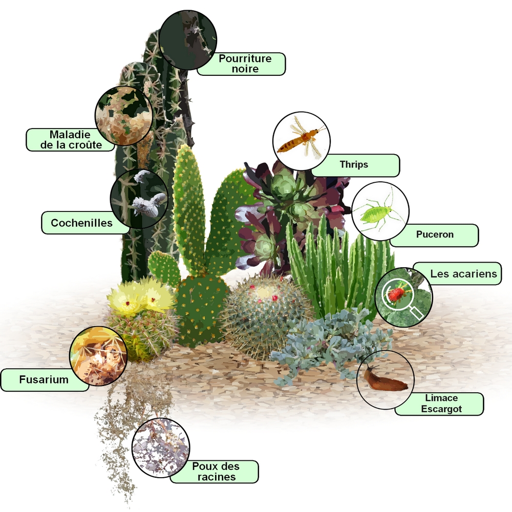 Cactus Qui Devient Marron Par Le Haut Cactus Qui Devient Marron Par Le Haut / Maladies des cactus et guérison